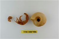 藏品(短腕陸寄居蟹)的圖片